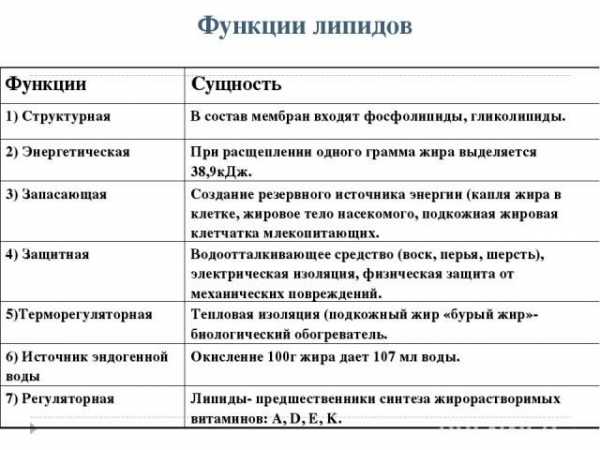 Какую роль могли сыграть липиды в появлении клетки в процессе эволюции