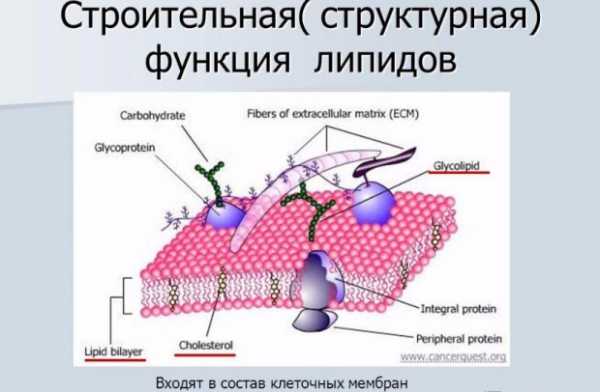 Какую роль могли сыграть липиды в появлении клетки в процессе эволюции