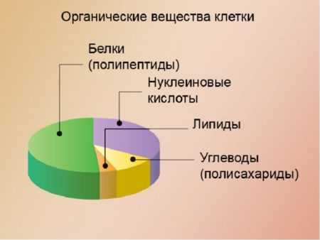 Какую роль могли сыграть липиды в появлении клетки в процессе эволюции