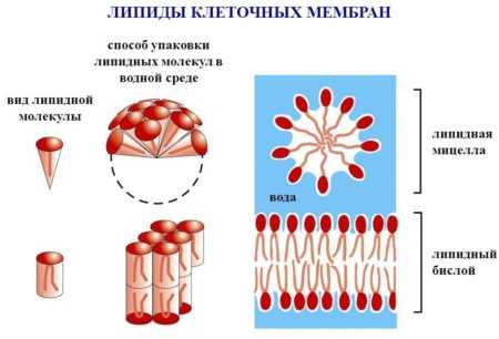 Какую роль могли сыграть липиды в появлении клетки в процессе эволюции
