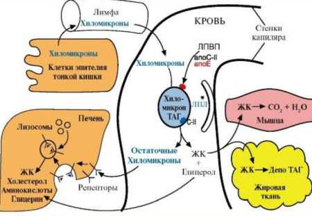 Какую роль могли сыграть липиды в появлении клетки в процессе эволюции