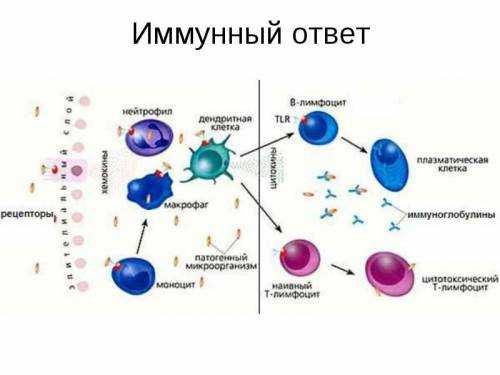 Какую роль могли сыграть липиды в появлении клетки в процессе эволюции