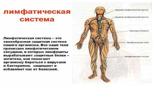 Схема лимфоузлов на теле человека