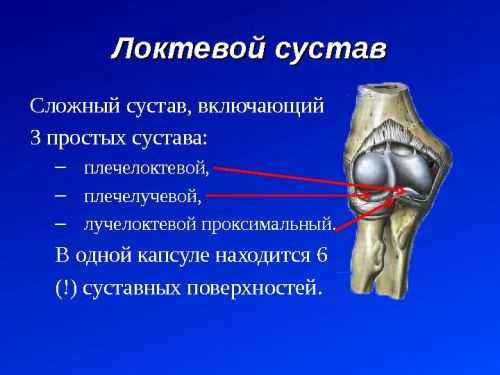 Лучевая кость на руке у человека фото