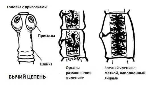 Бычий цепень рисунок с подписями