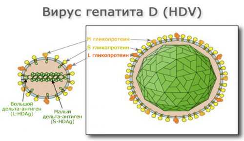 Гепатит д клиническая картина