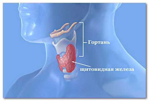 Гормоны щитовидной железы картинки