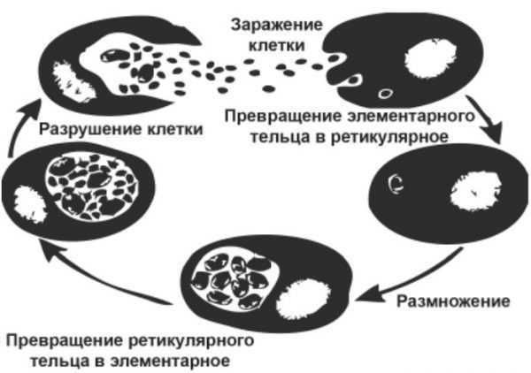 Хламидиоз симптомы у женщин лечение и препараты схема