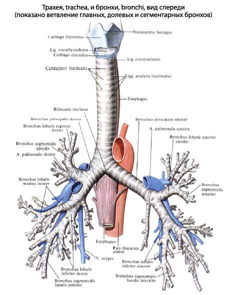 Где находятся бронхи фото