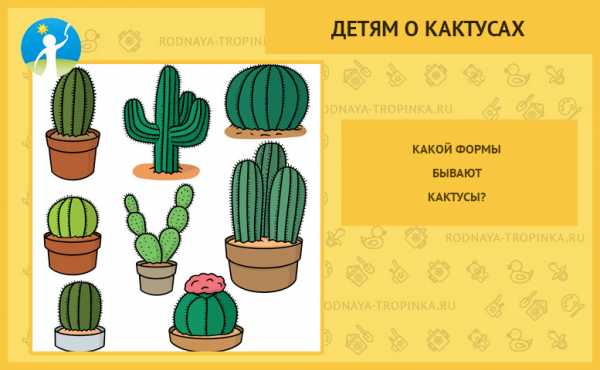 Проект про кактус