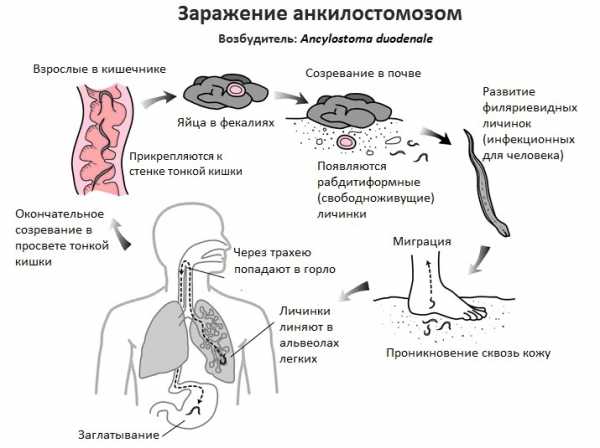 Каким номером на рисунке обозначена инвазионная заразная стадия для человека