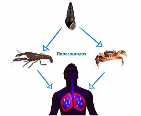 Каким номером на рисунке обозначена инвазионная заразная стадия для человека