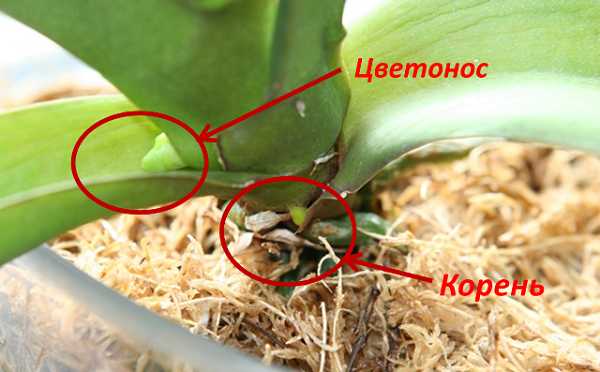 Как отличить корень от цветоноса у орхидеи фото пошагово