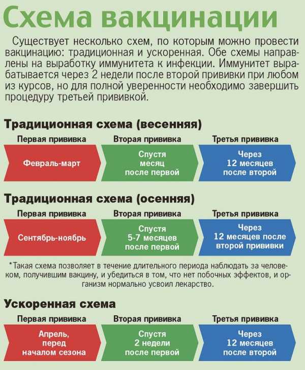 Прививка от клеща сроки вакцинации взрослым схема