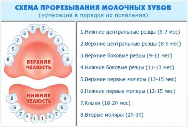 Когда прорезаются зубы у младенцев схема