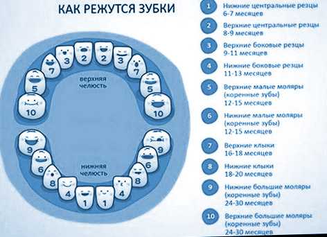 Как режутся первые зубы фото