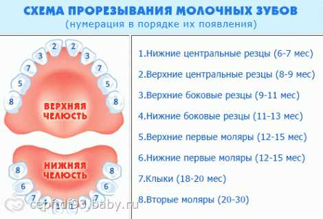 Как режутся коренные зубы фото