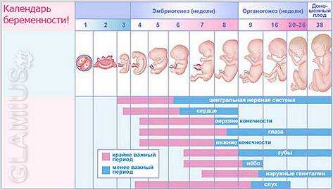 Как врачи считают срок беременности
