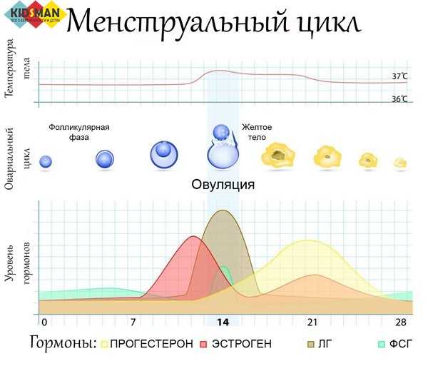 Фаза кущения ячменя фото сроки