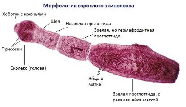 Аскариды в организме человека фото