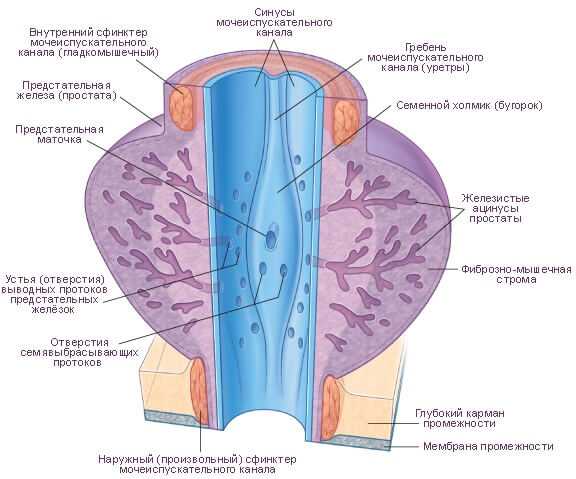 Зона простаты у мужчин фото