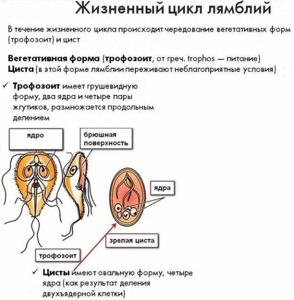 Схемы лечения лямблиоза у взрослых национальное руководство