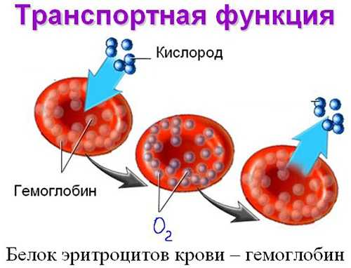 Низкий гемоглобин фото