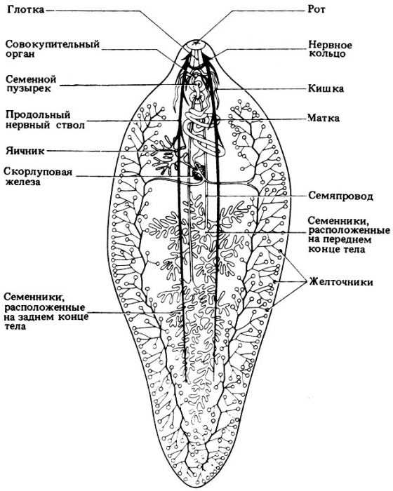 Ланцетовидный сосальщик рисунок карандашом