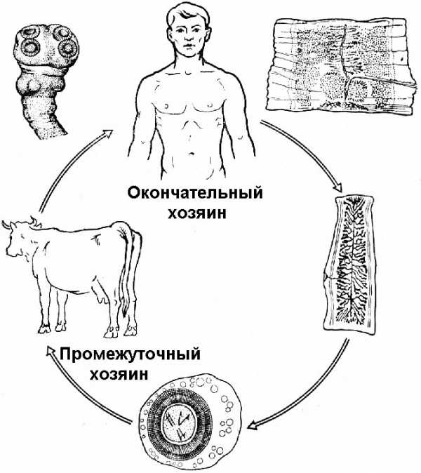 Жизненный цикл бычьего цепня схема