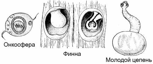 Какую функцию выполняют органы бычьего цепня обозначенные на рисунке