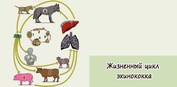 На каком рисунке изображено животное которое может быть промежуточным хозяином бычьего цепня