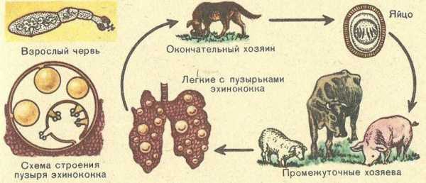 На каком рисунке изображено животное которое может быть промежуточным хозяином бычьего цепня