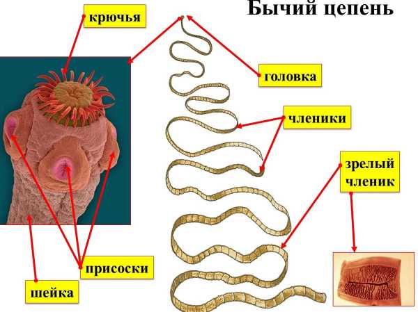 Строение бычьего цепня рисунок