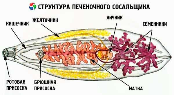 Яйца печеночного сосальщика фото