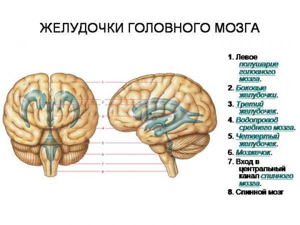 Мозговая жидкость фото