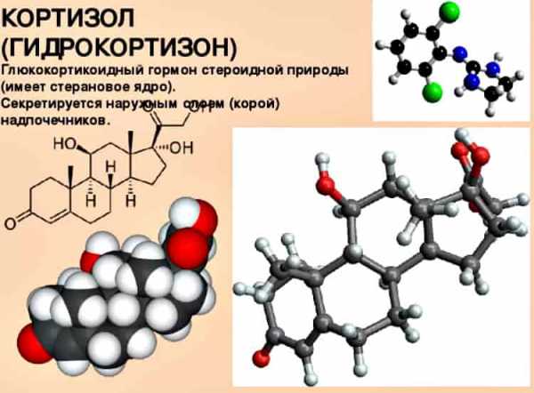 Гормон кортизол презентация