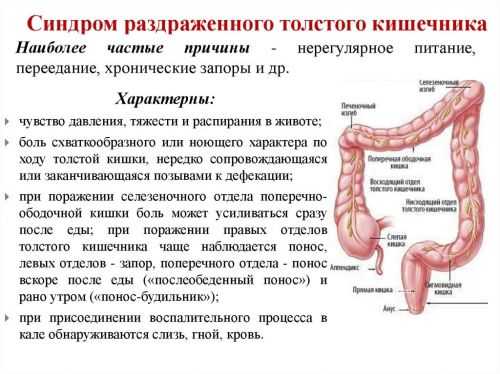 Как расположен кишечник у женщины фото показ