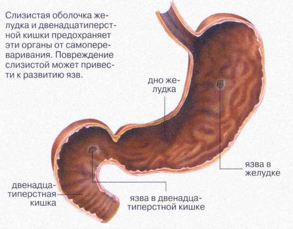 Как расположен кишечник у женщины фото показ