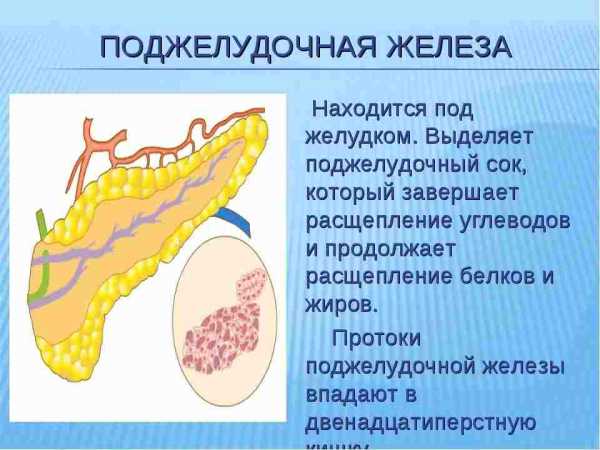 Постановка пиявок на поджелудочную железу схема