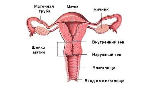 Левый яичник и правый яичник – Яичники у женщин: расположение,работа