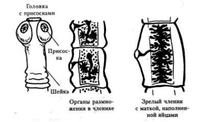 Какую функцию выполняют органы бычьего цепня обозначенные на рисунке