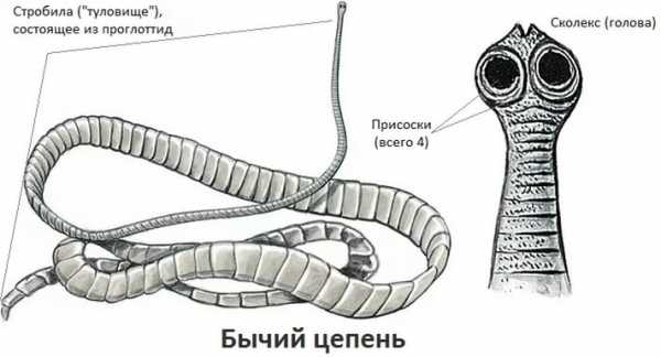 Бычий цепень жизненный цикл у человека фото признаки и лечение