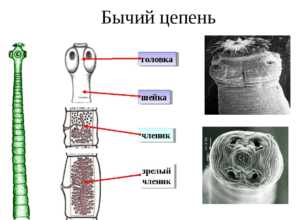 Онкосфера бычьего цепня фото