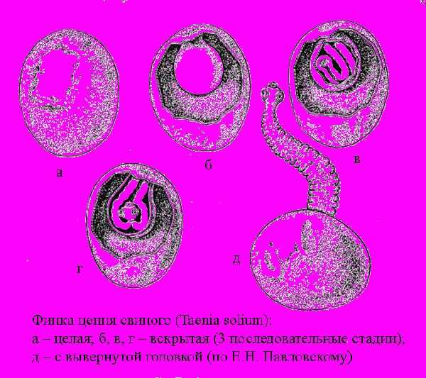 Онкосфера бычьего цепня фото