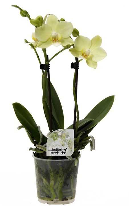 Орхидея леонтин фото