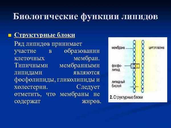 Липиды их строение и функции 10 класс презентация пасечник