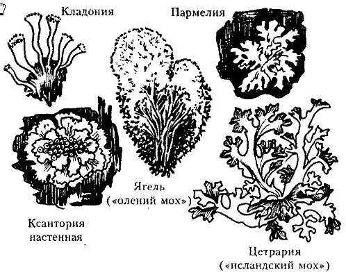 Заполните схему формы лишайников