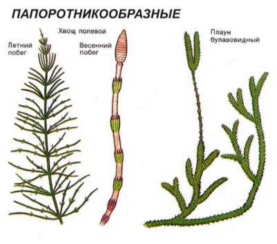 Заполните схему формы лишайников