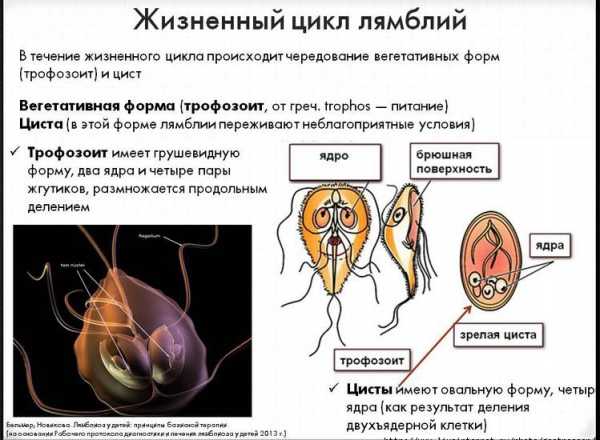 Лямблии фото у человека