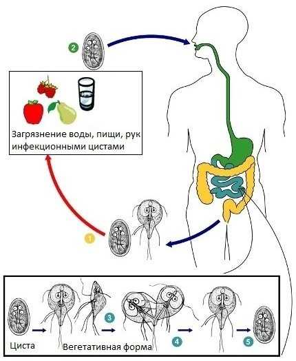 Лямблии фото у человека